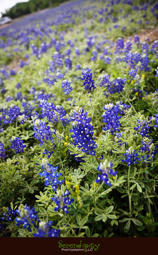 a field of bluebonnets
