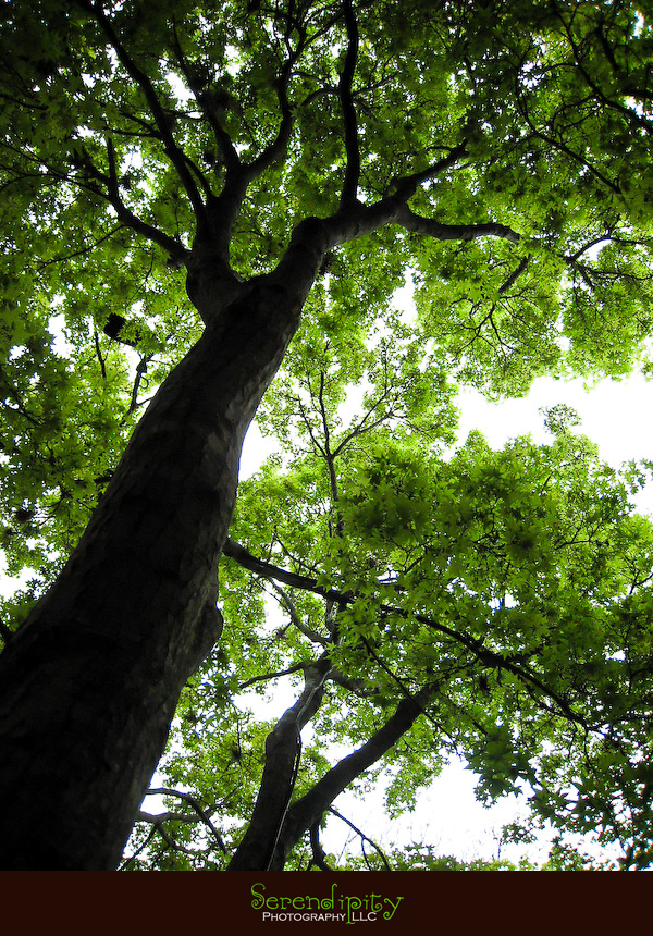 maple tree in zilker botanical garden
