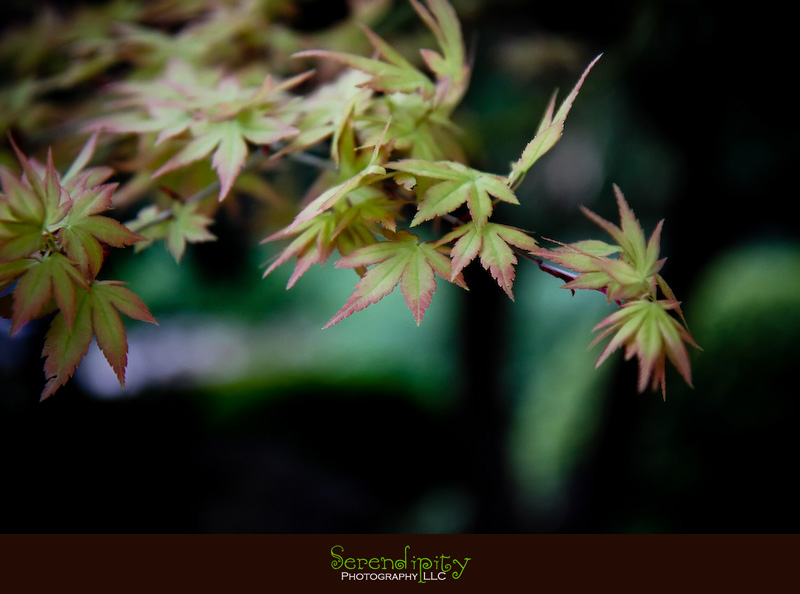 maple leaves in zilker botanical garden