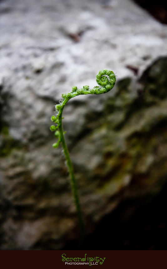 fern in zilker botanical garden
