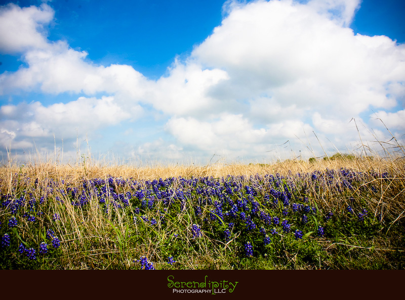 beautiful sky and bluebonnets