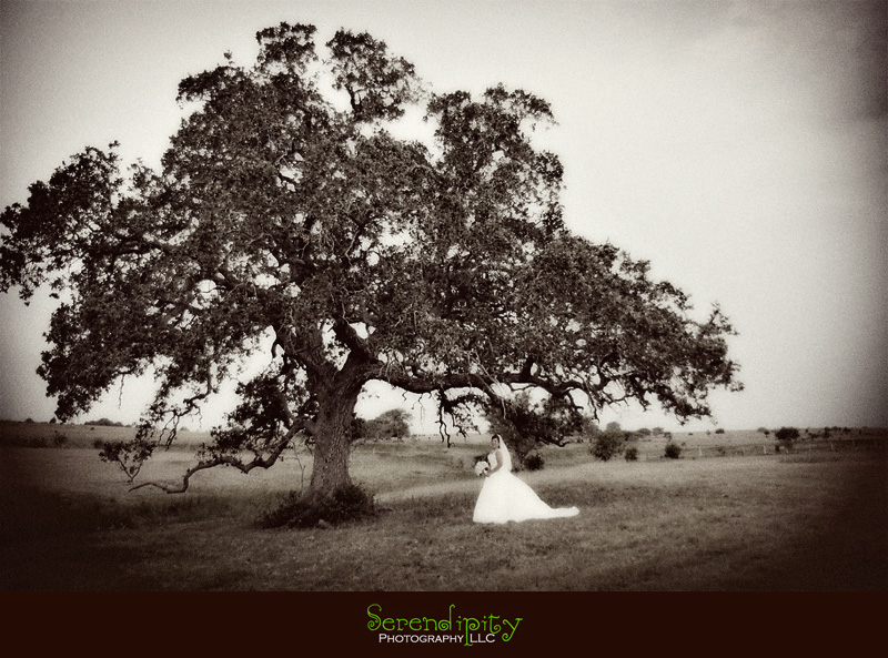 shiner, tx, bridal session, old school with big tree