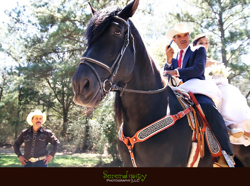 horse and wedding