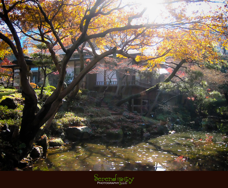 houston wedding photographer, tokyo, japan, vacation