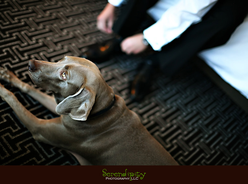 Houston wedding photographer, Hotel Derek, All Saints, groom getting ready with dog