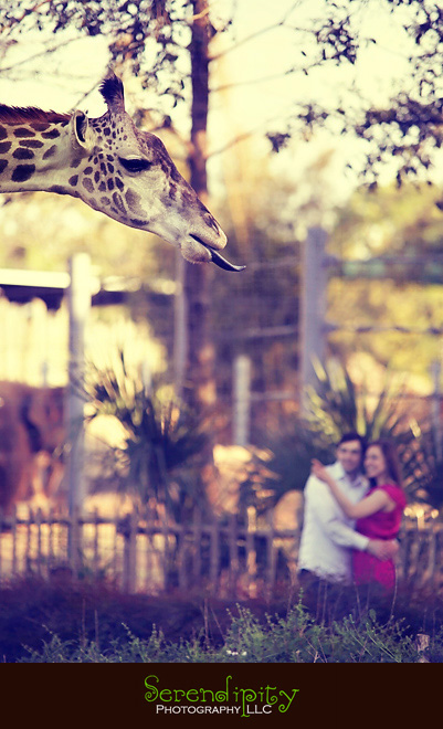 Houston Downtown Engagement Photography, Hermann Park, Houston Zoo