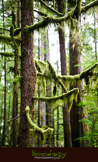 Seattle, Washington, Olympic National Park, Oregon Coastline, Crater Lake National Park, Portland