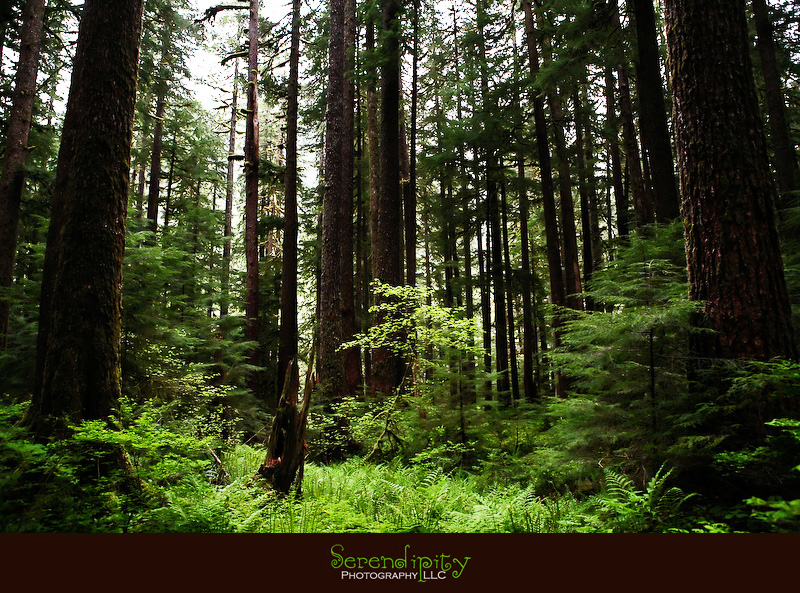 Seattle, Washington, Olympic National Park, Oregon Coastline, Crater Lake National Park, Portland