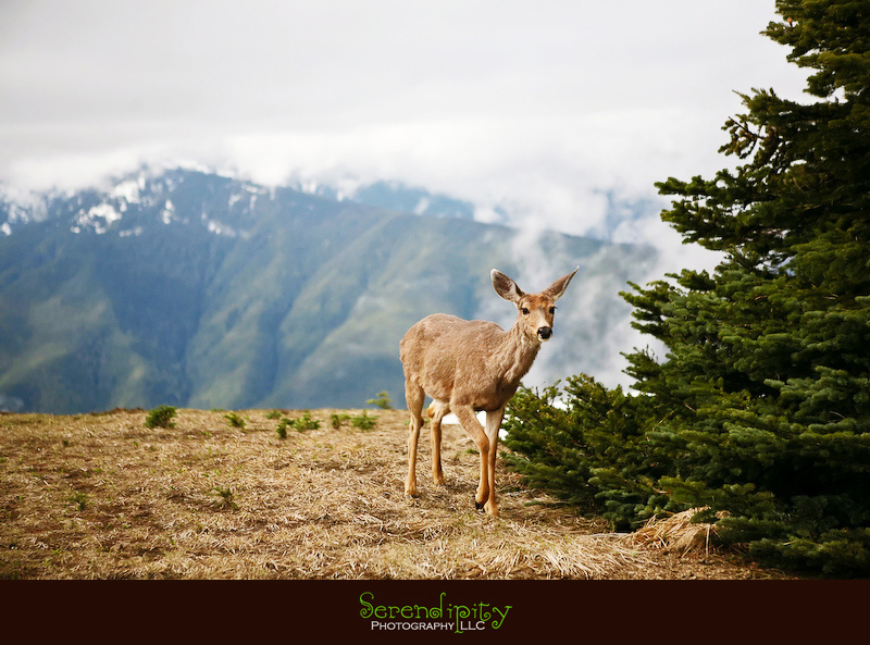Seattle, Washington, Olympic National Park, Oregon Coastline, Crater Lake National Park, Portland