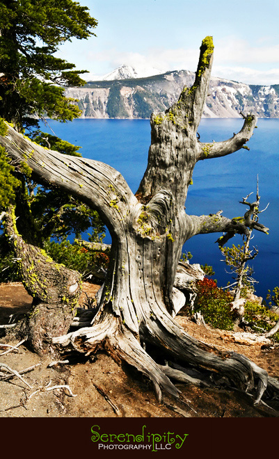 Seattle, Washington, Olympic National Park, Oregon Coastline, Crater Lake National Park, Portland